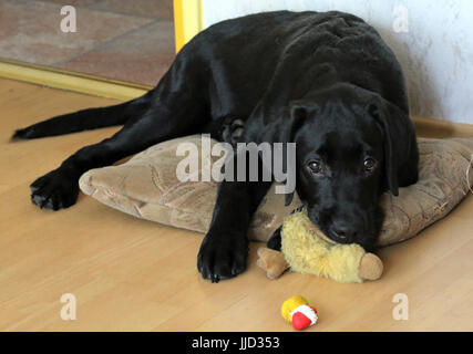 Neuenhagen, Deutschland, jungen Labrador Retriever liegen auf einem Kissen mit seinem stofftier auf dem Boden Stockfoto