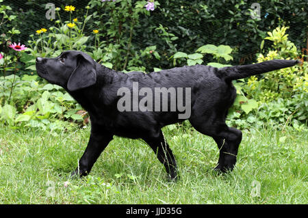 Neuenhagen, Deutschland, jungen Labrador Retriever über Gras und Suchen nach oben Stockfoto