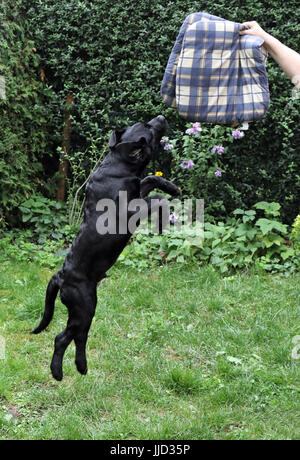 Neuenhagen, Deutschland, jungen Labrador Retriever versuchen, Snap, ein Sitzkissen Stockfoto