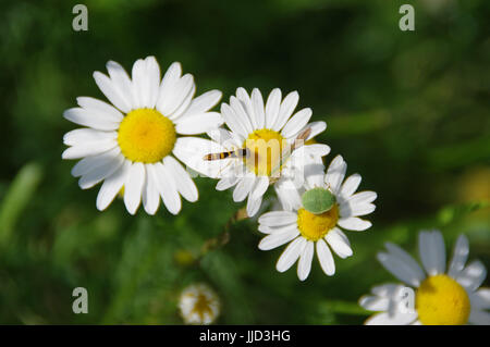 Zwei Freunde - Wespe und grünen Schild Bug auf Blumen-Gänseblümchen Stockfoto