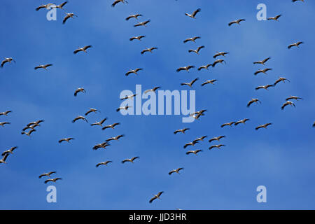 Weißstörche Ciconia Ciconia auf Migration nach Afrika Stockfoto