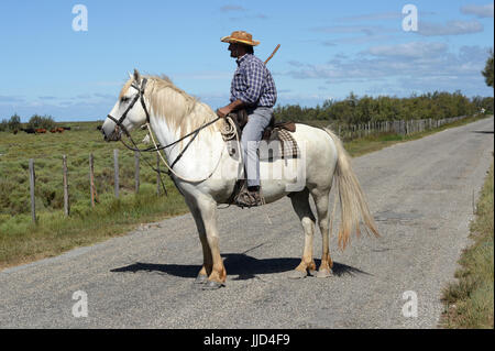 Frankreich, Bouches du Rhone 13, Camargue, traditionelle Gardian Camargue Cowboy auf weißen Pferd. Stockfoto