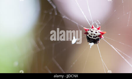 Stachelige Kugel-Weber Spinne in Florida Stockfoto