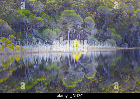 Australische Bäume wunderschön in reflektiert immer noch Wasser. Wallagaraugh River, Croajingolong National Park, Australien Stockfoto