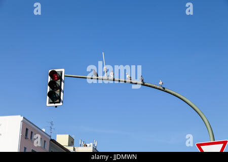 Rote Ampel und Tauben in Berlin Stockfoto