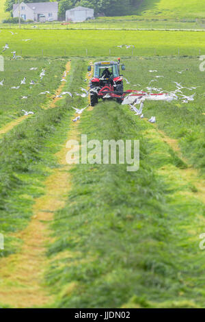 Landwirt und Traktor Grasernte in einem Feld Stockfoto