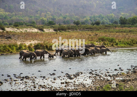 Herde & Herdenfamilie im Paradies der Natur Stockfoto