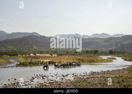 Herde & Herdenfamilie im Paradies der Natur Stockfoto