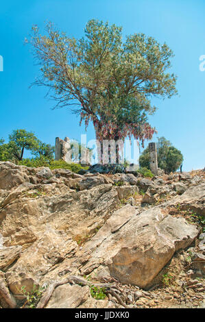 Großen alten Olivenbaum mit bunten Stücke Stoff auf den Ästen auf antiken Ruinen der Kirche gebunden auf Camellia Insel in der Ägäis, Marmaris, Türkei Stockfoto