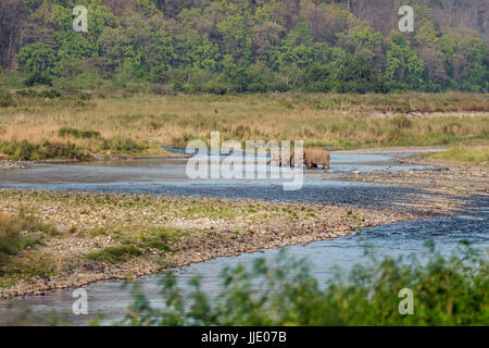 Elephant & Ihre Familie Stockfoto