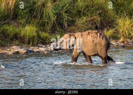 Elephant & Ihre Familie Stockfoto