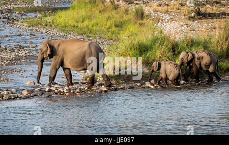 Elephant & Ihre Familie Stockfoto