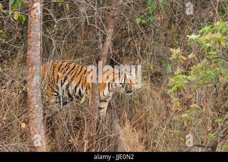 Tiger, der im Gebüsch läuft Stockfoto