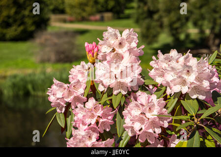 Rhododendron Aganniphum Blumen in voller Blüte im Frühjahr mit schönen dekorativen leuchtend rosa Blüten Stockfoto