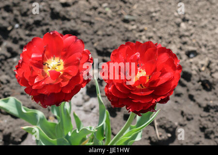 zwei Doppel-Schüssel-förmigen roten Tulpen Stockfoto