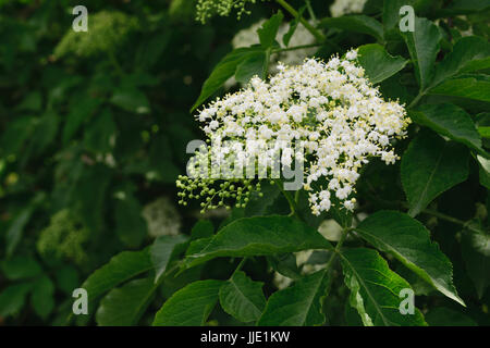 Europäische schwarze Holunder (Sambucus Nigra) Blumen Stockfoto