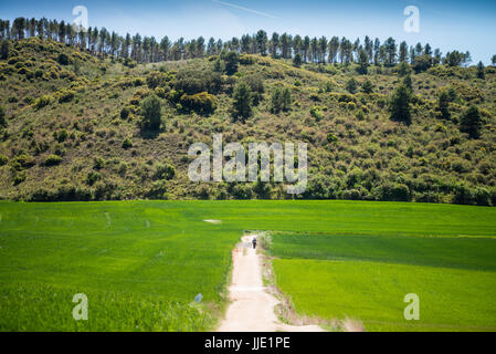 Ein Pilger wandern auf dem Camino de Santiago in den Feldern, weg von Estella nach Los Arcos. Navarra, Spanien, Europa. Stockfoto