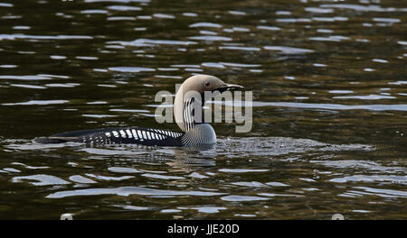 Schwarzkehlloon, schwimmend im Brutgefieder Stockfoto