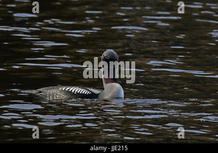 Schwarzkehlloon, schwimmend im Brutgefieder Stockfoto