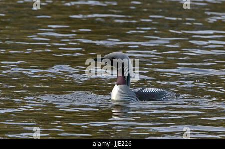 Schwarzkehlloon, schwimmend im Brutgefieder Stockfoto