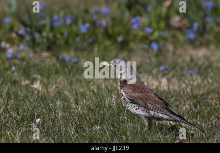 Feldfare (Turdus pilaris) auf Rasen mit blauen Blüten Stockfoto