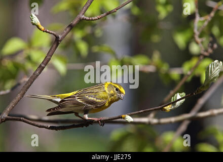 Europäische Serin, Serin, Serinus serinus, sitzend auf einem Zweig mit Blattknospen Stockfoto