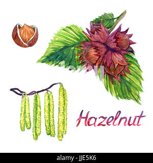Haselnuss-Zweig mit Blumen, Schrauben und Muttern mit geöffneten Schale, isolierte Hand gemalte Aquarell Abbildung Stockfoto