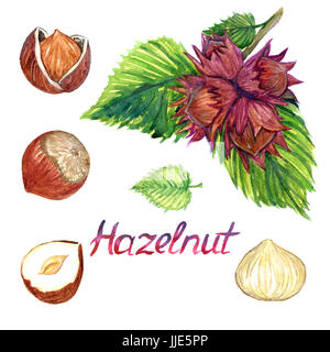 Haselnuss-Zweig mit Schrauben und Muttern mit geöffneten Schale, isolierte Hand gemalte Aquarell Abbildung Stockfoto