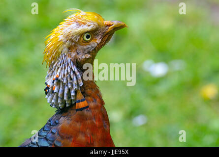 Bunter Goldfasan Vogel schließen sich Chrysolophus Pictus. Stockfoto