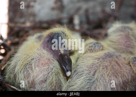 Nest einer Taube. Wildtiere in der Stadt. Baby Taube. Ohne Gefieder, kleine. Mit gelben Flaum. Stockfoto