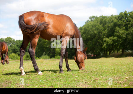 Eine braune Holsteiner Jährling Stute frisst Grass auf einer Weide Stockfoto