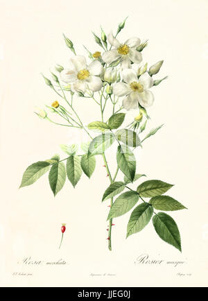 Alte Darstellung der Moschus-Rose (Rosa Moschata). Erstellt von P. R. Redoute, veröffentlicht am Les Roses, Imp. Firmin Didot, Paris, 1817-24 Stockfoto