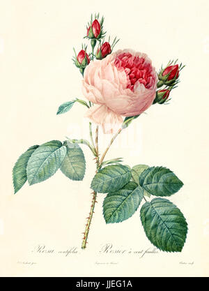 Alte Darstellung der Provence Rose (Rosa Centifolia). Erstellt von P. R. Redoute, veröffentlicht am Les Roses, Imp. Firmin Didot, Paris, 1817-24 Stockfoto