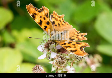 Nahaufnahme Detail ein Komma Schmetterling (Polygonia c-Album) Fütterung auf Bramble Blumen durch den Fluß Torridge. In der Nähe von Beaford, Devon, England. Stockfoto