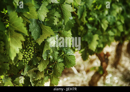 Bereich der Weinberge, Wein, Detail aus ökologischem Anbau, Wein und Trauben zu machen Stockfoto