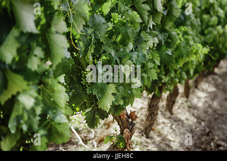 Bereich der Weinberge, Wein, Detail aus ökologischem Anbau, Wein und Trauben zu machen Stockfoto