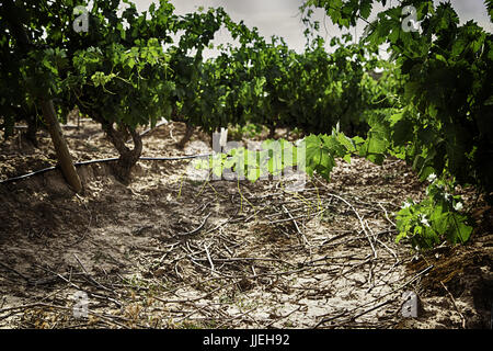 Bereich der Weinberge, Wein, Detail aus ökologischem Anbau, Wein und Trauben zu machen Stockfoto