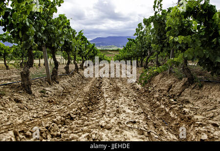 Bereich der Weinberge, Wein, Detail aus ökologischem Anbau, Wein und Trauben zu machen Stockfoto