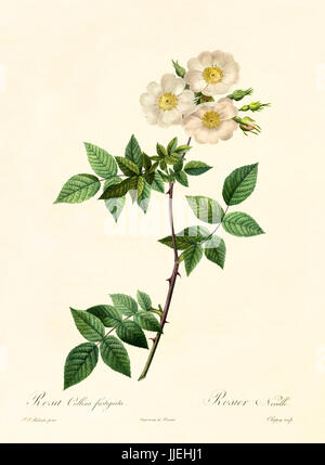 Alte Darstellung der Rosa Collina Fastigiata. Erstellt von P. R. Redoute, veröffentlicht am Les Roses, Imp. Firmin Didot, Paris, 1817-24 Stockfoto