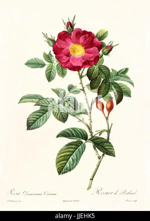 Alte Darstellung der Rosa Damascena Coccinea. Erstellt von P. R. Redoute, veröffentlicht am Les Roses, Imp. Firmin Didot, Paris, 1817-24 Stockfoto