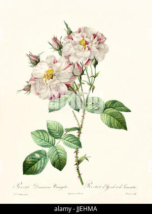 Alte Darstellung der Rosa Damascena Variegata. Erstellt von P. R. Redoute, veröffentlicht am Les Roses, Imp. Firmin Didot, Paris, 1817-24 Stockfoto