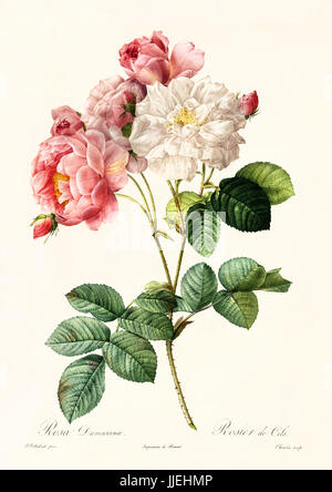 Alte Darstellung der Rosa Damascena. Erstellt von P. R. Redoute, veröffentlicht am Les Roses, Imp. Firmin Didot, Paris, 1817-24 Stockfoto