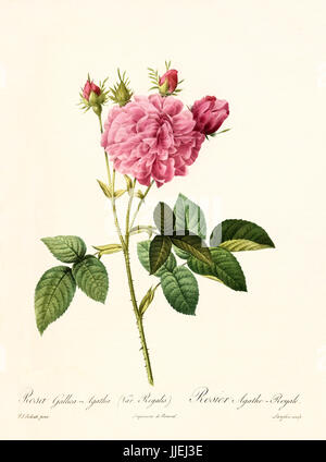 Alte Darstellung der Rosa Gallica Agatha Regalis. Erstellt von P. R. Redoute, veröffentlicht am Les Roses, Imp. Firmin Didot, Paris, 1817-24 Stockfoto