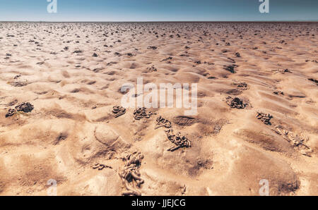 Sandwurm aufgewickelt Castings bei Ebbe von Morecambe Bay in UK Stockfoto