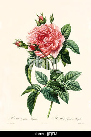 Alte Darstellung der Rosa Gallica Regalis. Erstellt von P. R. Redoute, veröffentlicht am Les Roses, Imp. Firmin Didot, Paris, 1817-24 Stockfoto