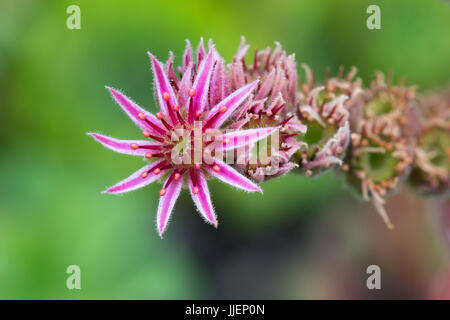 Nahaufnahme einer Blüte Sempervivum Tectorum (gemeinsame Hauswurz) Stockfoto