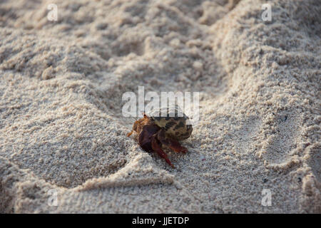 Eine kleine Krabbe am Strand umgeben von Sand in Mexiko Stockfoto