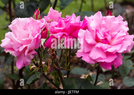 Voll gefüllte rosa Blüte der Hybrid Tea Rose, Rosa "Primaballerina" Stockfoto