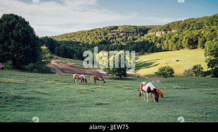 Pferde in einem grünen Feld mit Berg und Wald Stockfoto