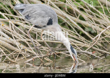 Graureiher (Ardea Cinerea) trinken mit Fisch im Schnabel. Großer Vogel in der Familie Ardeidae, mit Barsch (Percha Fluviatilis), unter Wasser, um zu schlucken Stockfoto